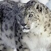 Анастасия Ямбарс