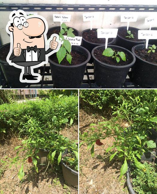 Chilli World Chilli World - บริษัทปลูกพริกเดอะเวิลด์, Бангкок - Меню, цены и отзывы ...