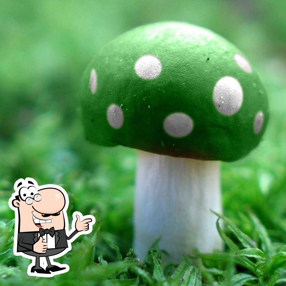 Greenmushroom Glebe Sydney NSW