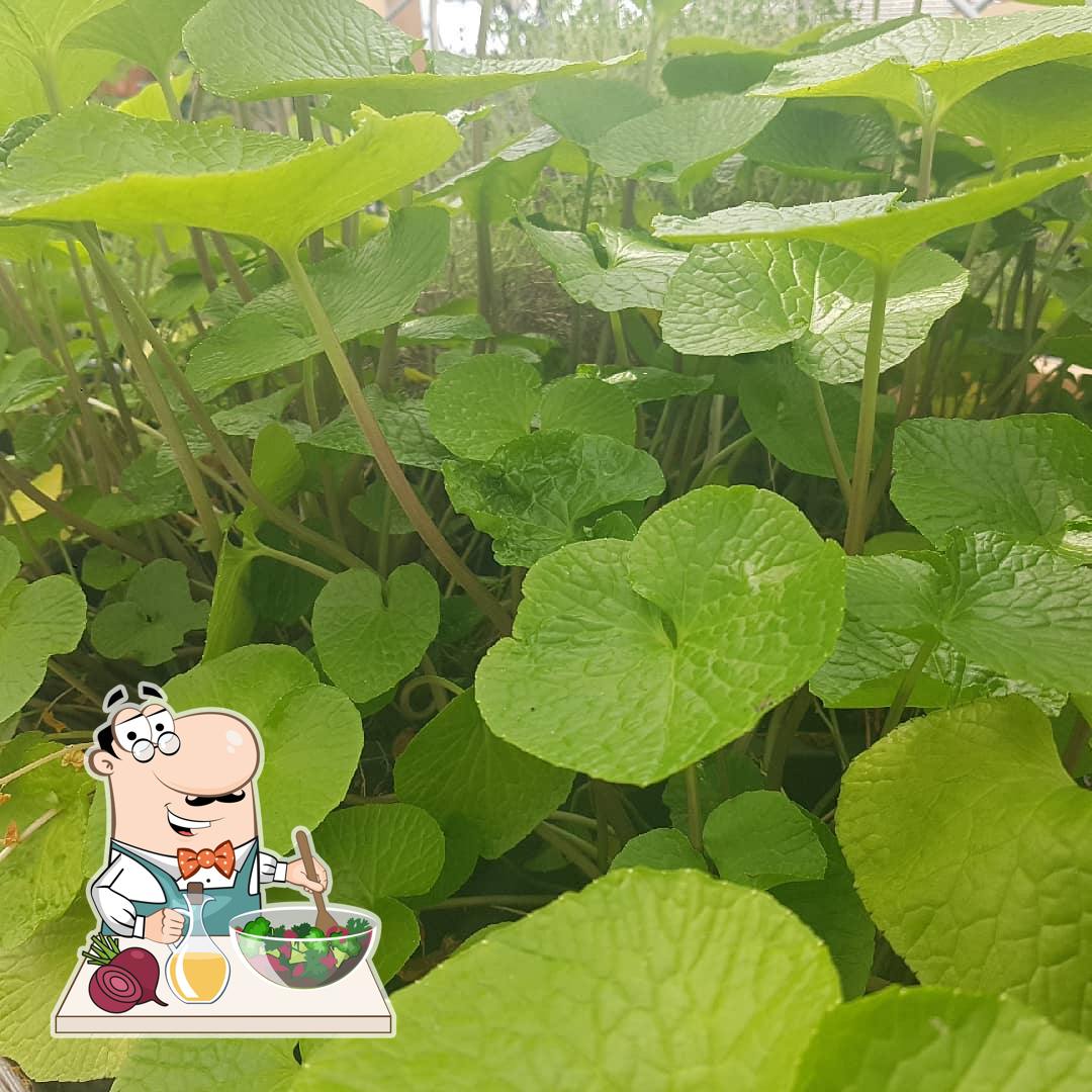 Green Wasabi