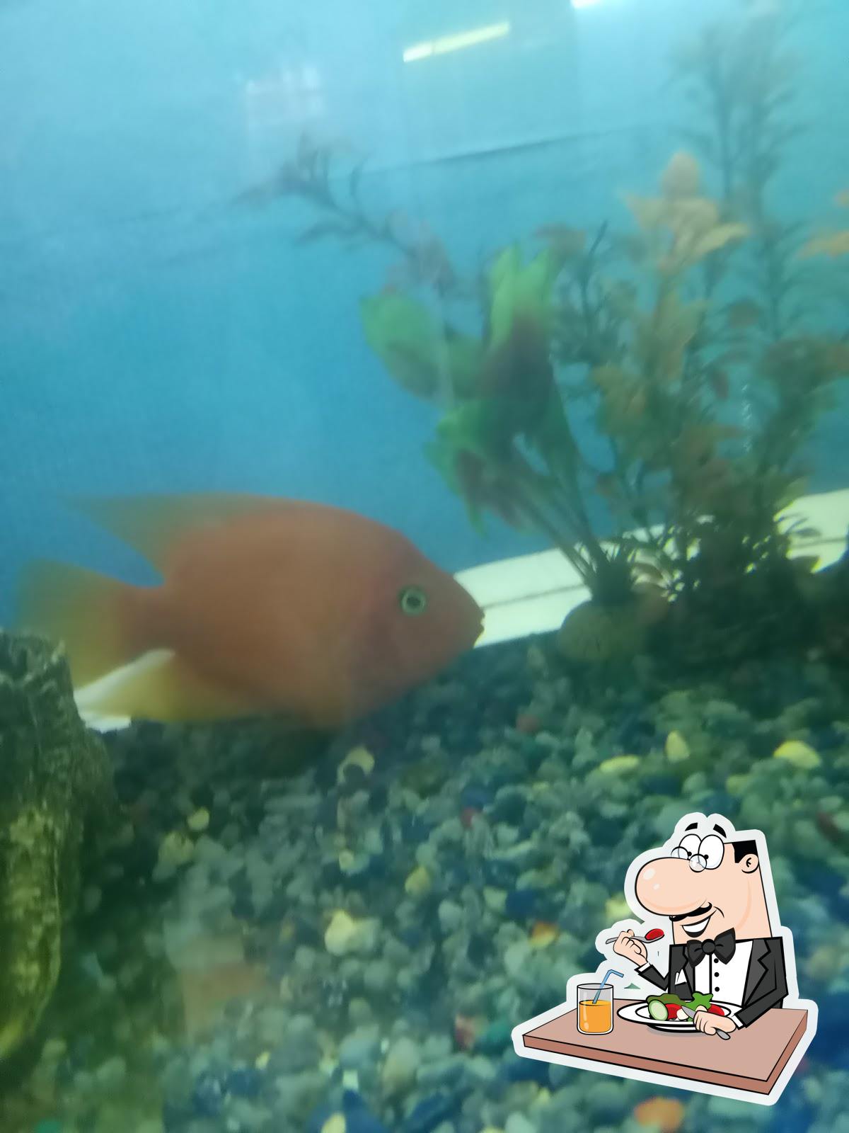 SUSHI-TAUN