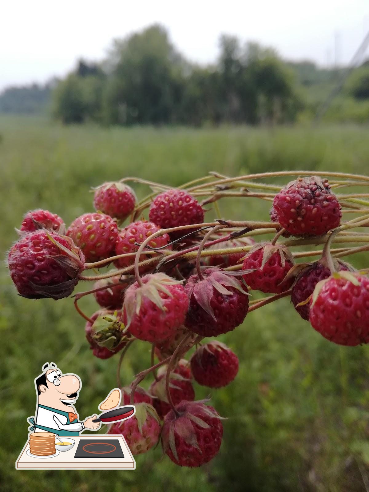 Метелица