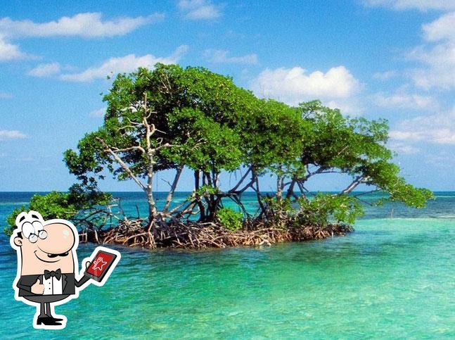 The Mangrove