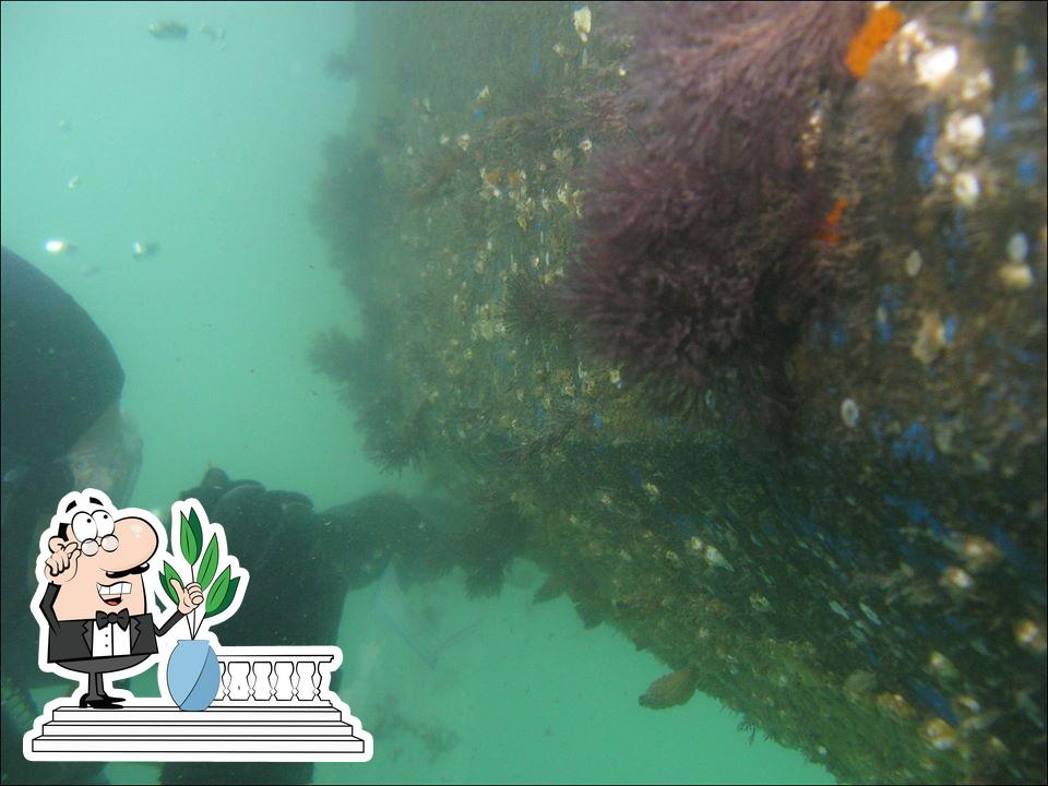 Barnacle Bandits