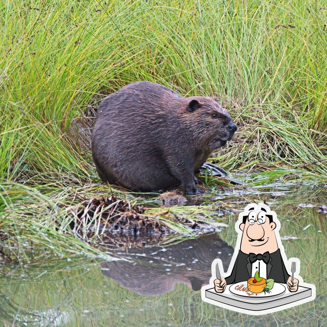 US Fish and Wildlife Service
