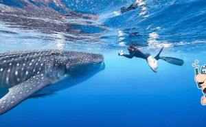 5 unique fun things to do in Cabo San Lucas, Mexico