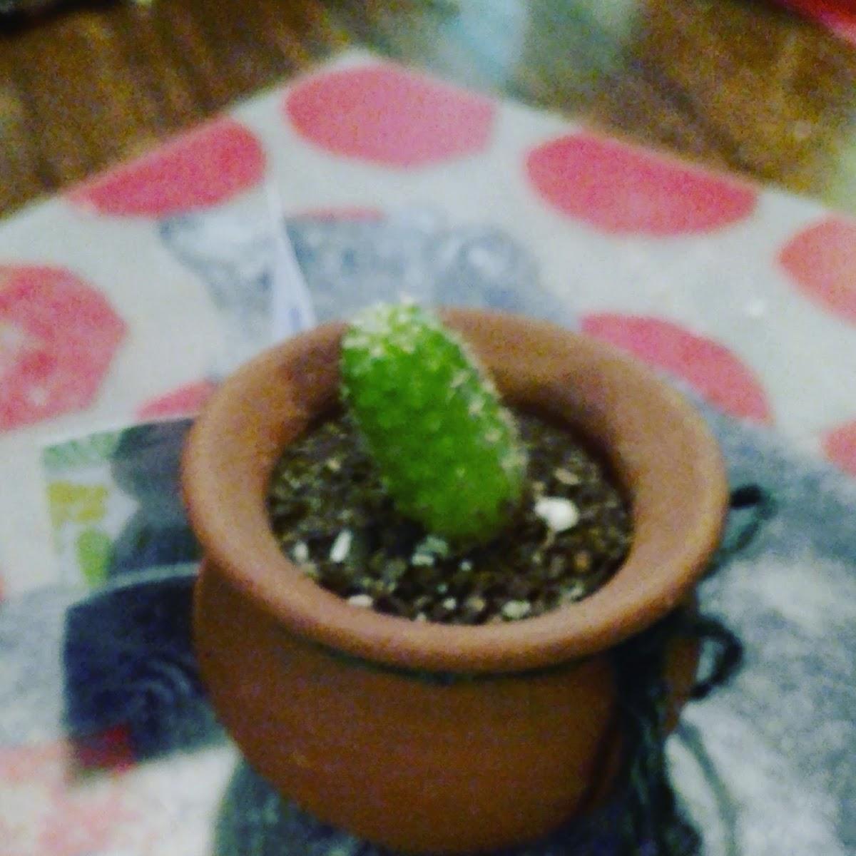 MECHADAS GALILEA Delivery
