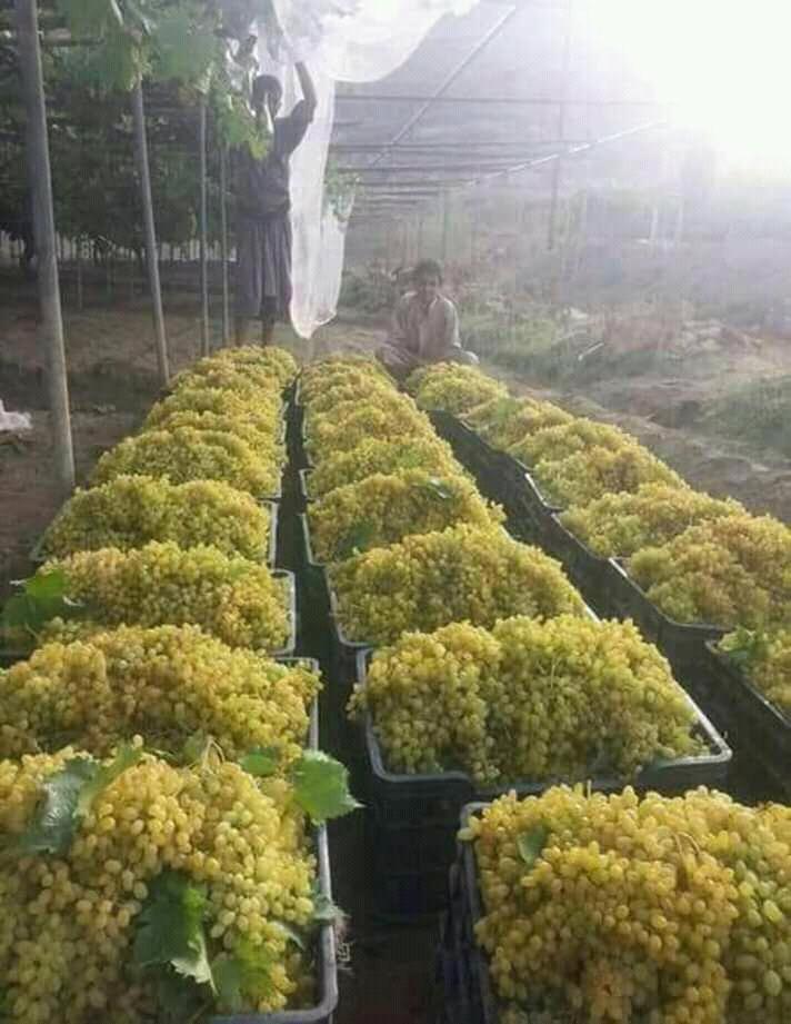 مطعم ألأرض الطيبه