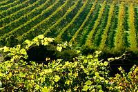 X Peak Wine