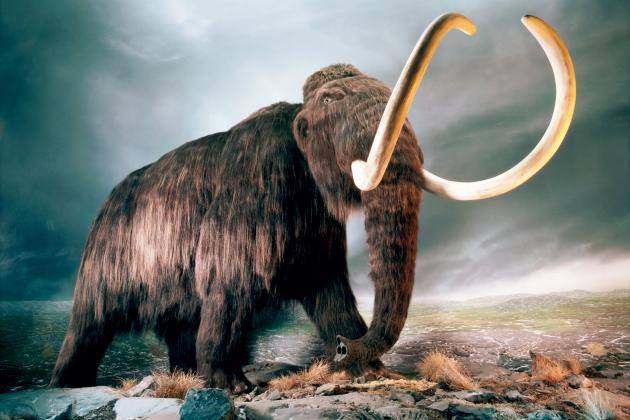 Mamut Restaurant