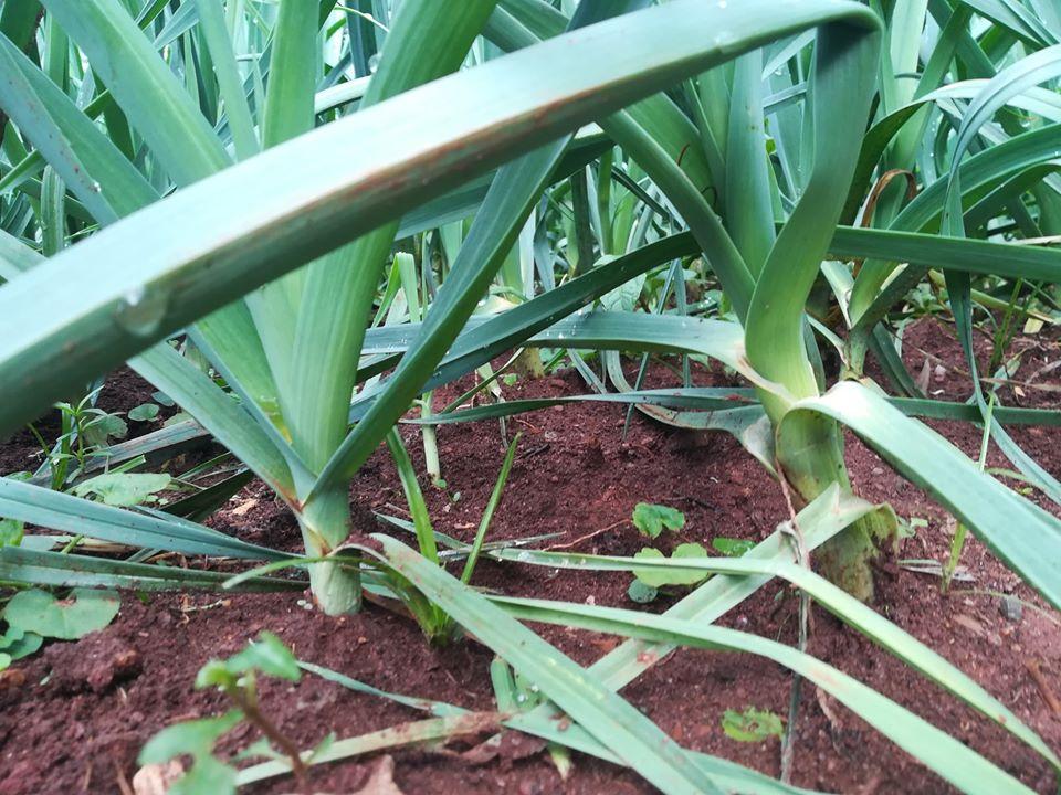 DALA