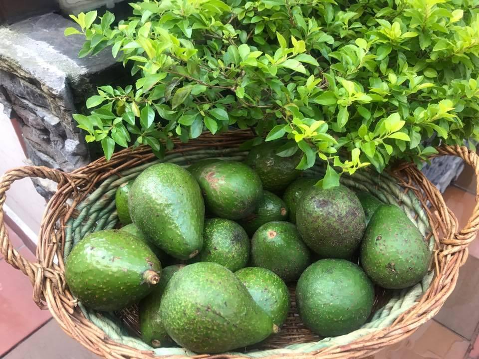 Corazón Verde