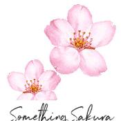 Something Sakura
