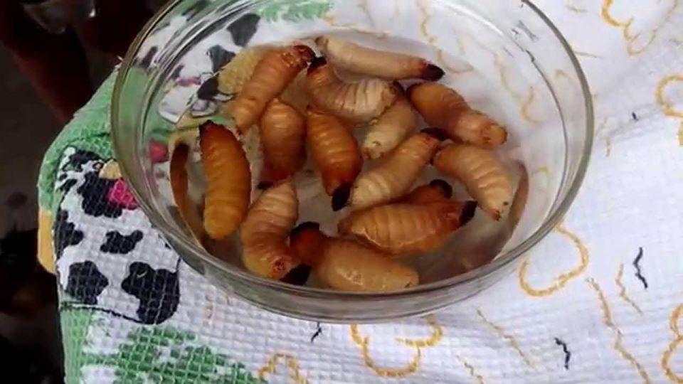 Sinchi Tarbag Warmikuna