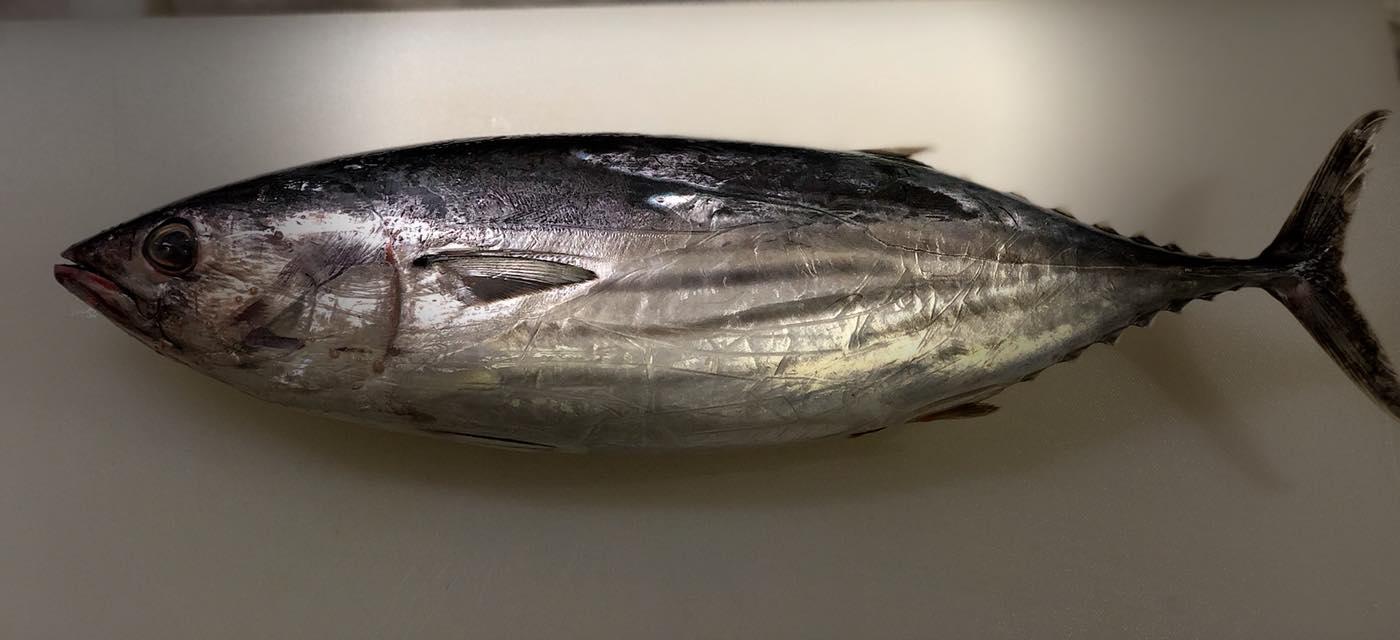 直島ごはん ゑびすかも