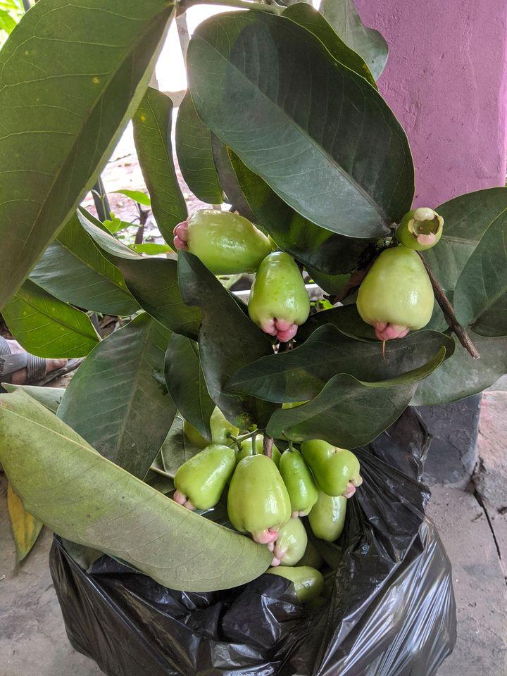 রূপনগর কাবাব হাউজ এন্ড কমিউনিটি সেন্টার