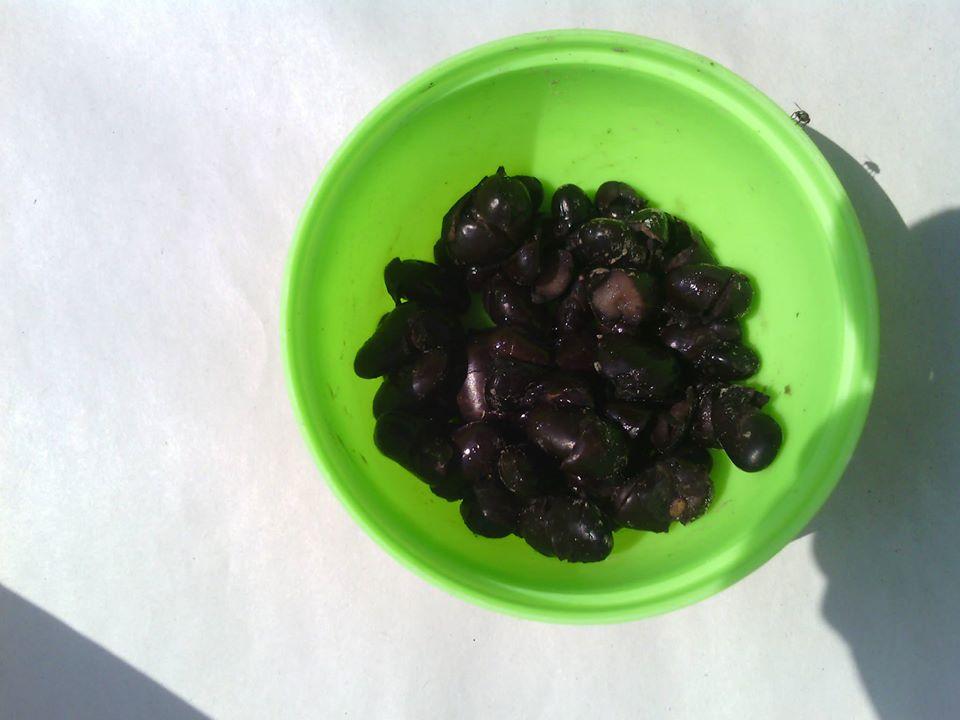 Antojitos Internacionales Emmanuel