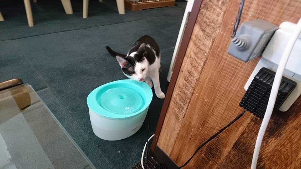 Neko Cafe Nekopanchi