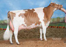 La mar crest Holsteins