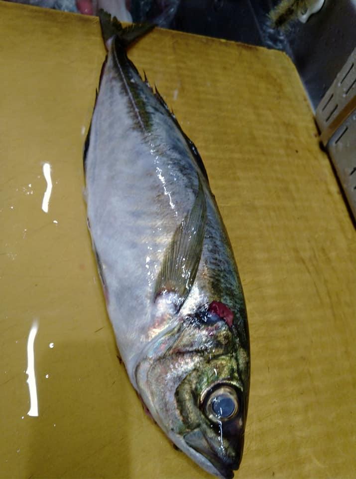 居酒屋森おと