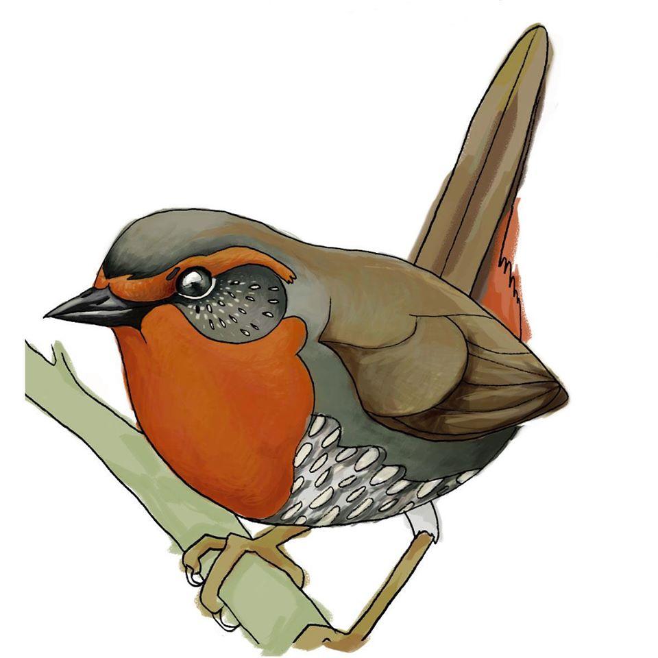 La Pica' del Chucao
