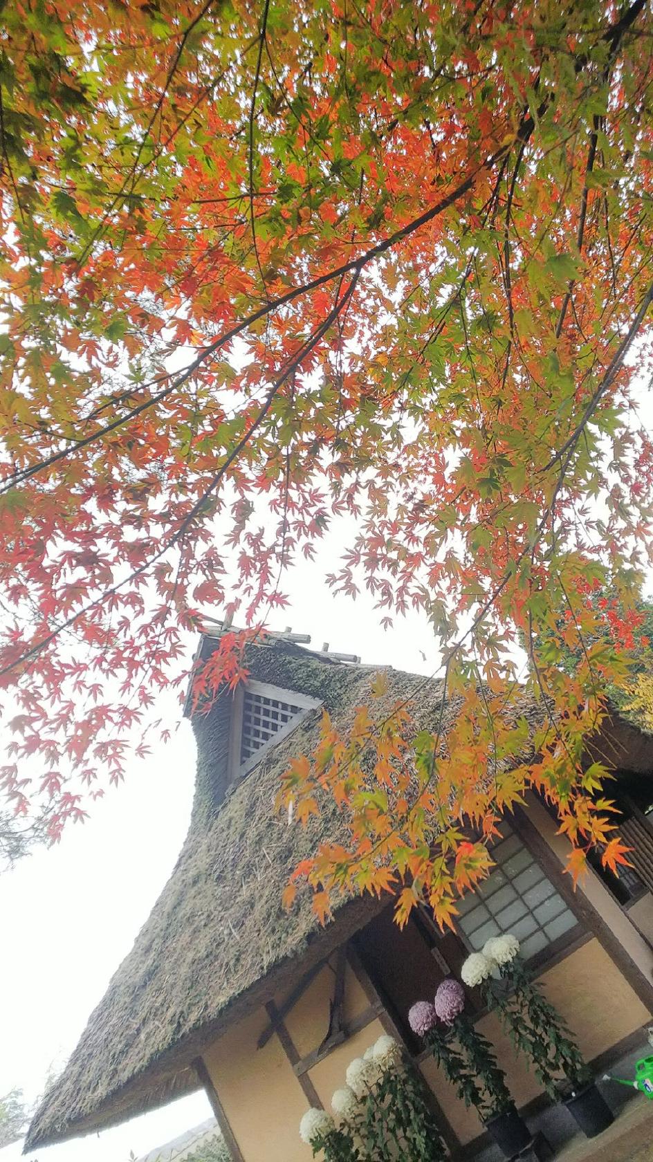 そば処　花見庵