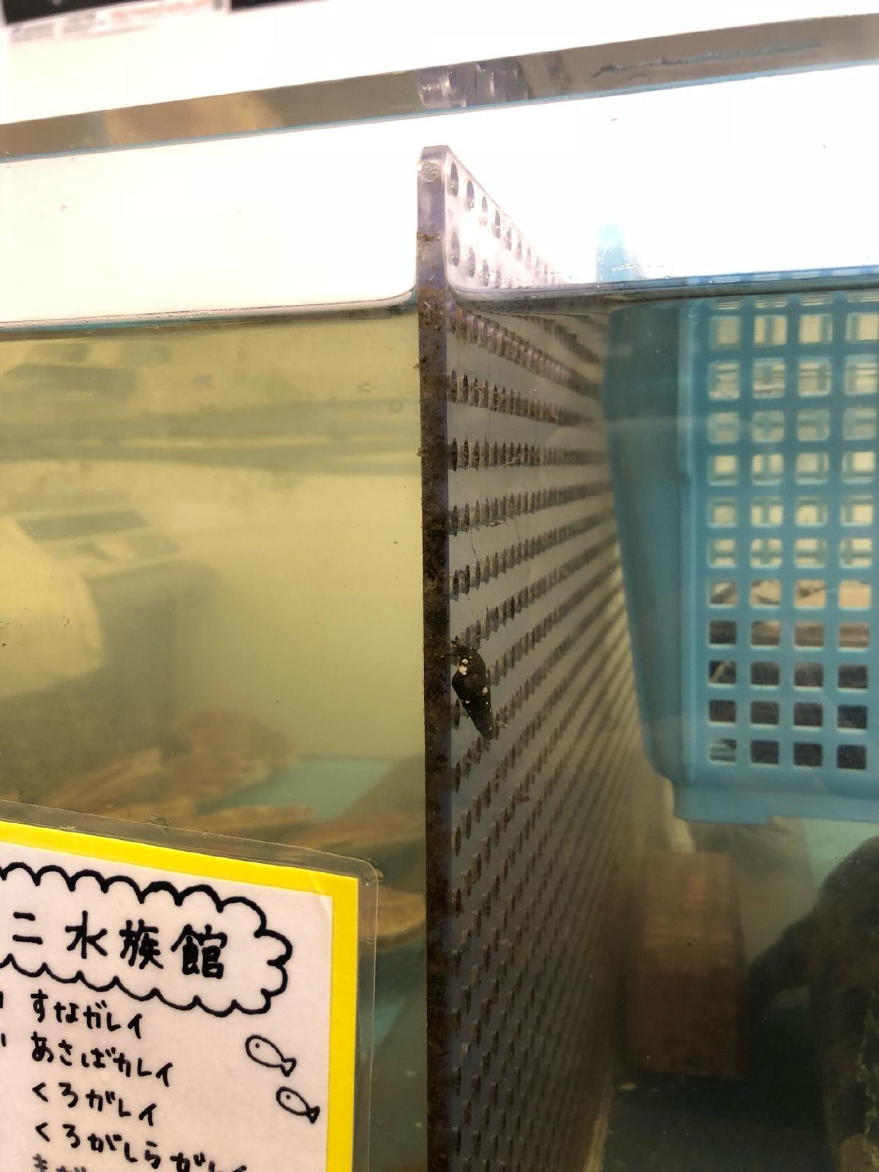 寿都鮮魚ショップ神楽