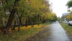 Сакура