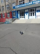 Сковородовна