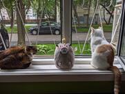 Котокафе Котики и Люди