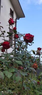 Azienda Agrituristica ROSSO DI SERA di Bortolotti Daniela