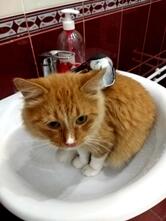 Котокафе МАО