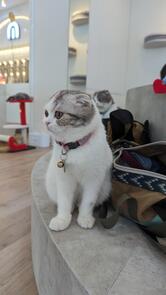 Mali Cat Cafe & Bar