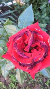 Тургенев Lounge