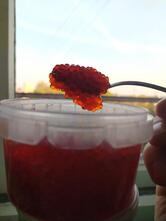 Sea Food & Caviar