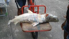 Restaurante da Judite