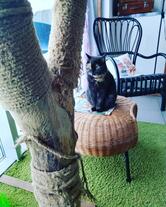 Котейная