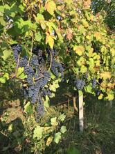 Agriturismo Bella Ripa