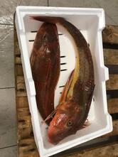 La Bottega dei Messapi