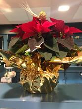 Pizzeria Triangolo San Matteo della Decima