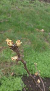 Local2Local Foodtruck