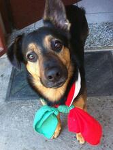 Tabachee da la Bassa