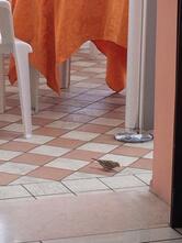 Roverella 2000 Ristorante