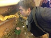 Пицца Домино