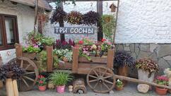 Три сосны