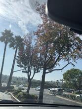 Carl's Jr.