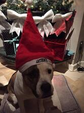 Café de Artiest - Purmerend