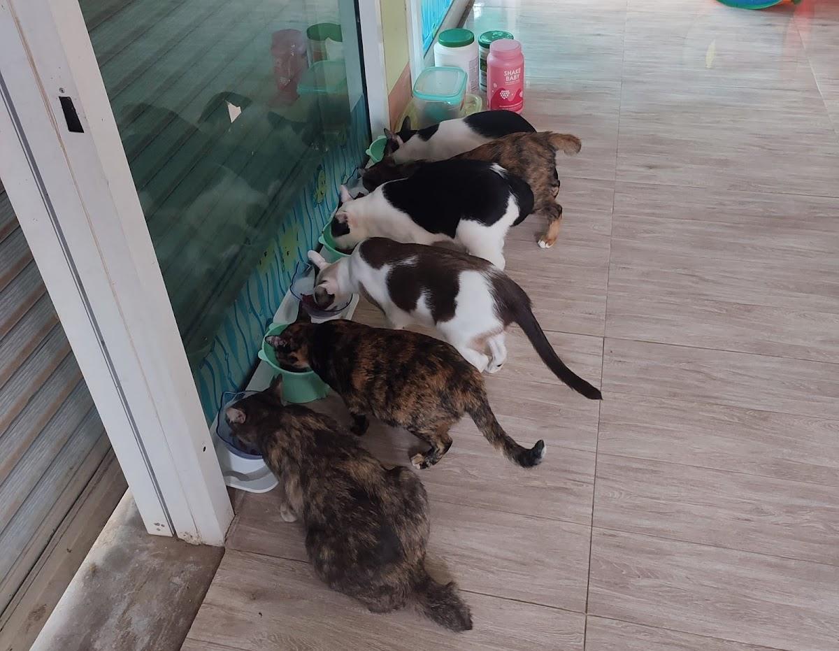 Pattaranarin home