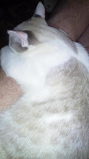 Grand Cafe Калибри