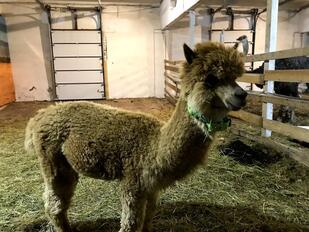 Мурманская Страусиная Ферма